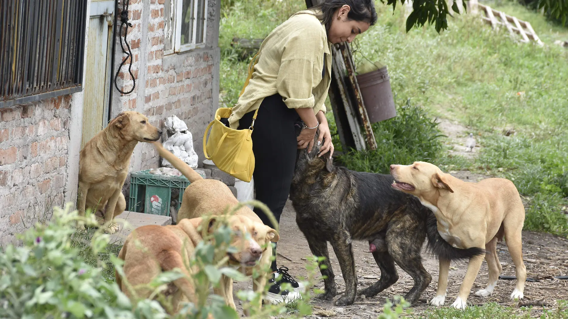 perritos (1)